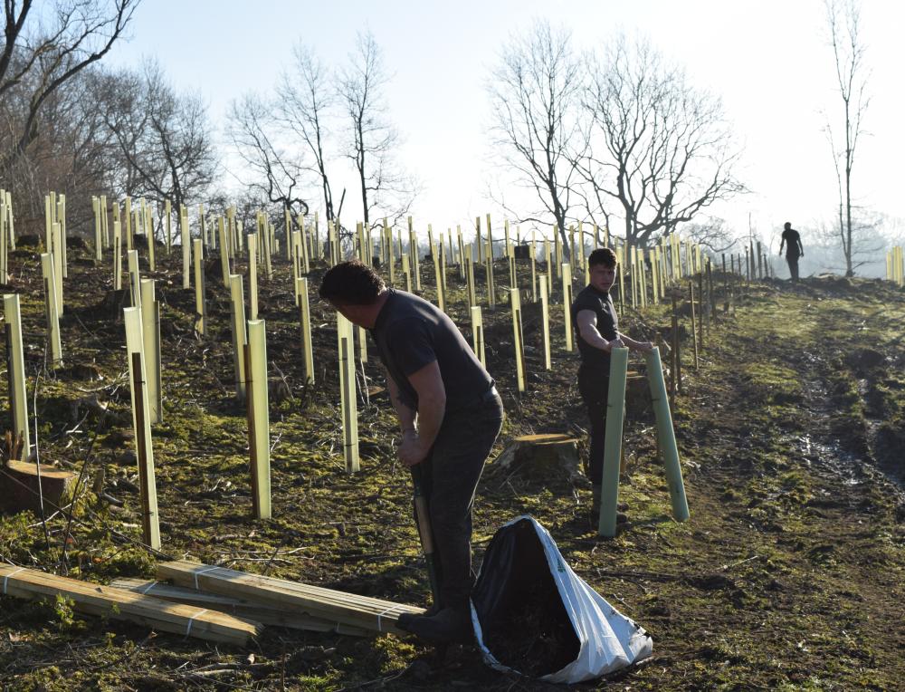 Woodland Planting