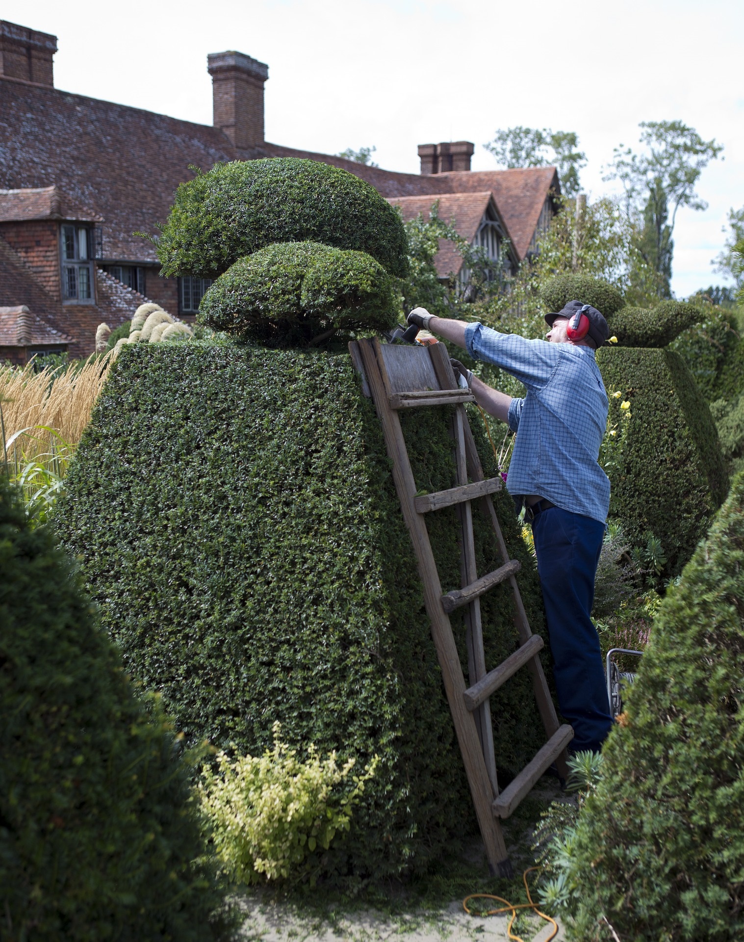 Topiary using yew, Taxus baccata