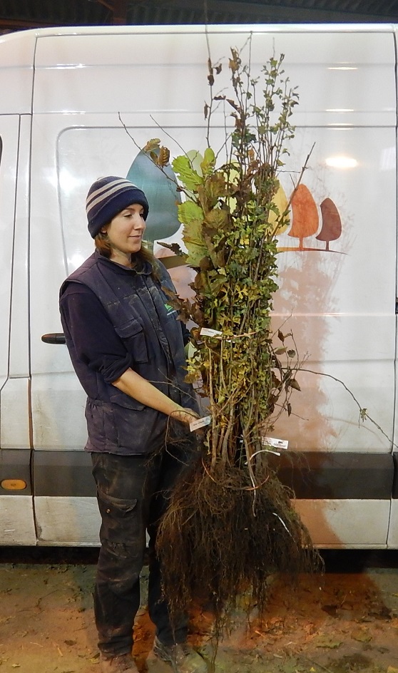 Mixed Hedge Pack 90-120cm