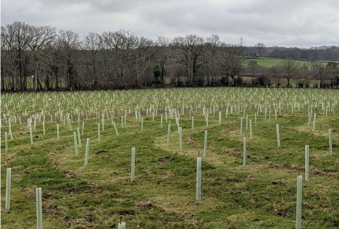 Trees and hedges
