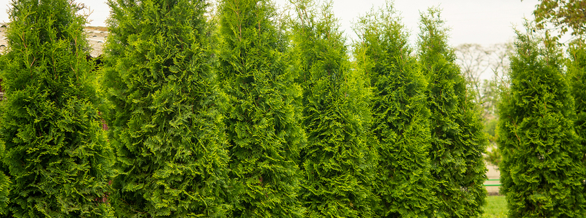 Conifers Conifers