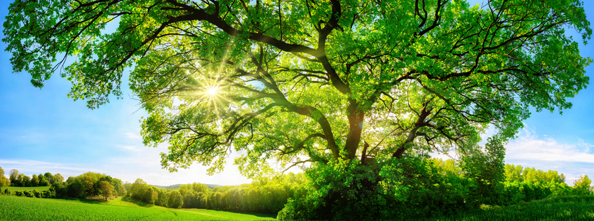 Trees Trees