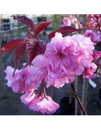 Prunus Royal Burgundy-Purple Leaf Flowering Cherry Blossom, Standard Form