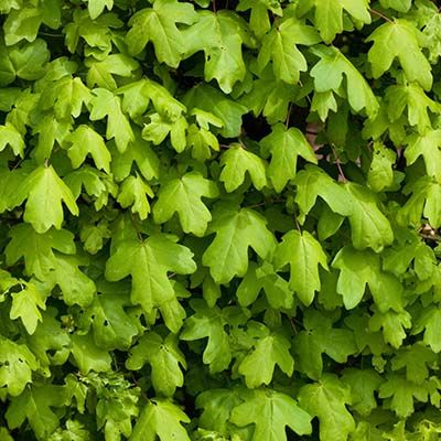 Acer campestre(UK Grown)-Field Maple, Bareroot