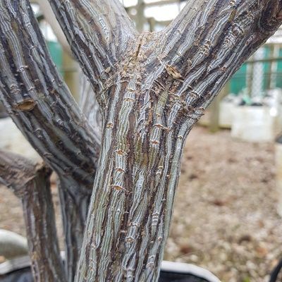 Acer davidii-Snake Bark Maple