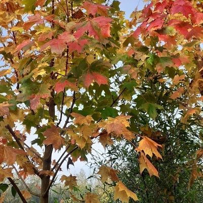Acer platanoides Pacific Sunset-Norway Maple