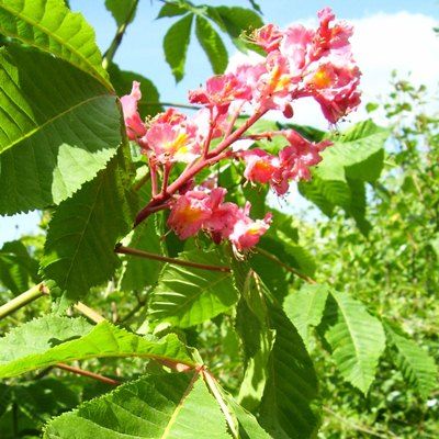 Aesculus carnea Briotii-Red Flowering Horse Chestnut