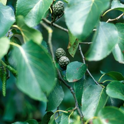 Alnus cordata-Italian Alder