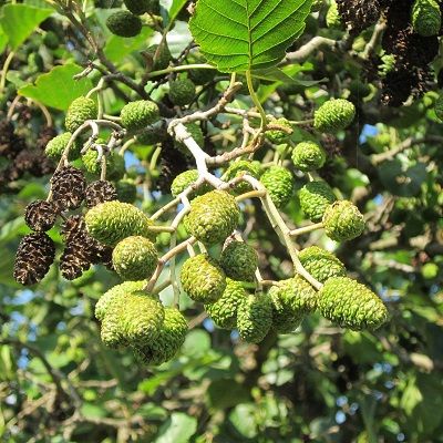 Alnus glutinosa UK Grown)-Common Alder, Bareroot, Standard Form