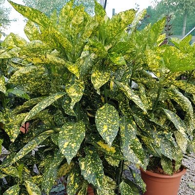 Aucuba japonica Crotonifolia-Japanese spotted laurel