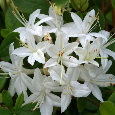 Azalea Viscosum-Deciduous Azalea