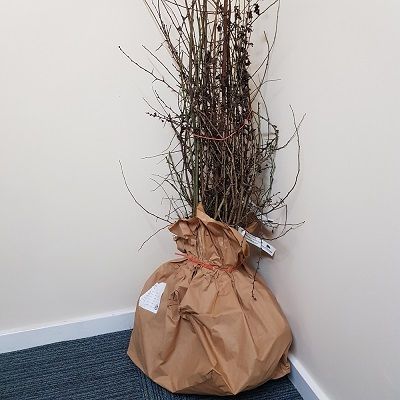 Thornless Hedge Mixture-Pack of 25 Bareroot Plants