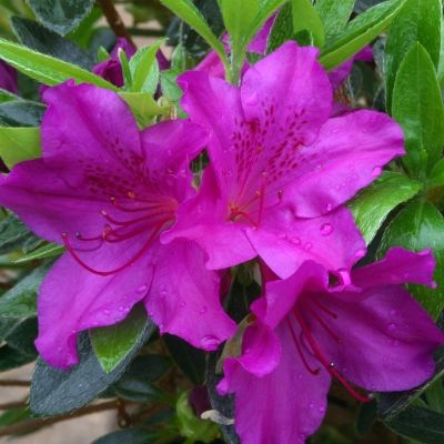 Azalea Blue Danube-Evergreen Azalea with violet blue flowers