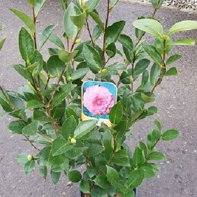 Camellia japonica Nuccio's Pearl-Japanese Camellia