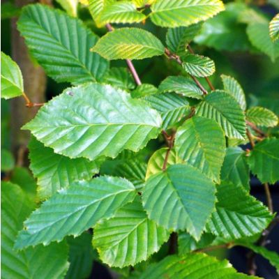 Carpinus betulus (UK Grown)-Hornbeam, Bareroot