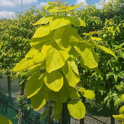 Catalpa bignoniodes Aurea-Golden Indian Bean Tree