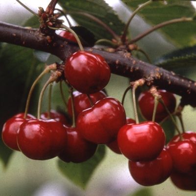 Cherry Sunburst-Fan Trained Cherry Tree