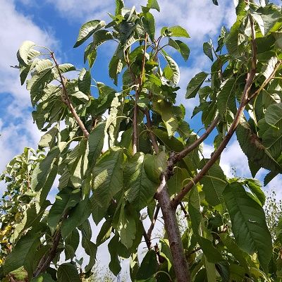 Cherry Biggarreau Burlat-Productive Cherry Tree