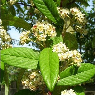 Cotoneaster cornubia-Cotoneaster Tree
