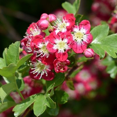 Crataegus Crimson Cloud-Midland Hawthorn tree
