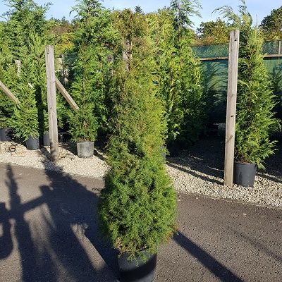 Cryptomeria japonica Elegans-Japanese Red Cedar