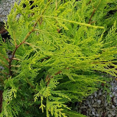 Cupressus Castlewellan Excalibur Gold-Golden Cypress Hedging Plant