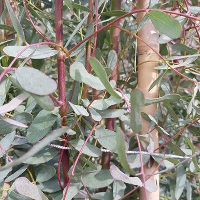 Eucalyptus gunnii French Blue-Dwarf Gum Tree