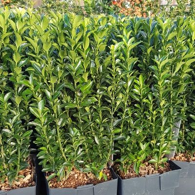 Euonymus japonicus Green Spire-Japanese spindle. Box alternative