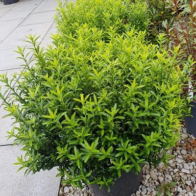 Euonymus japonicus Microphyllus Pulchellus-Japanese spindle, Ball Form