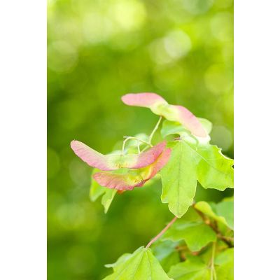 Acer campestre Elsrijk -Field Maple, Standard Form