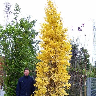 Ginkgo biloba Fastigiata Blagon-Maidenhair tree, upright, feathered form
