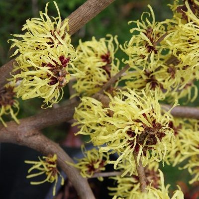 Hamamelis x intermedia Pallida-Chinese witch hazel
