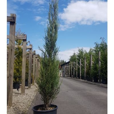 Juniperus virginiana Blue Arrow-Rocky Mountain Juniper