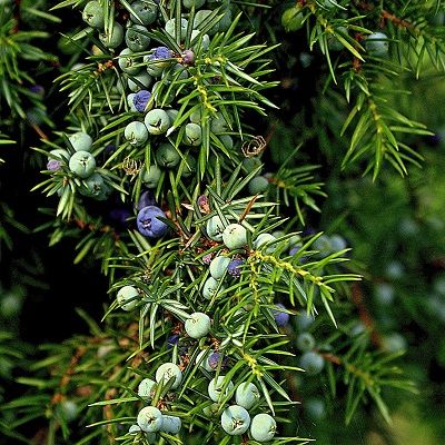 Juniperus communis (UK Grown)-Common Juniper, Pack of 10 Cell Grown Plants