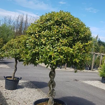 Laurus nobilis- Half Standard Helix Form