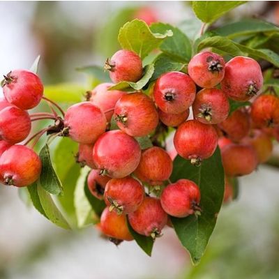 Malus Evereste-Crab Apple, Standard Form