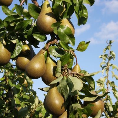 Pear Conference-Fan/Espalier