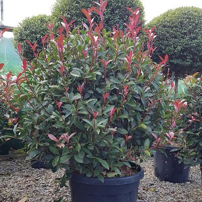 Photinia Carre Rouge-Compact Photinia, ball form
