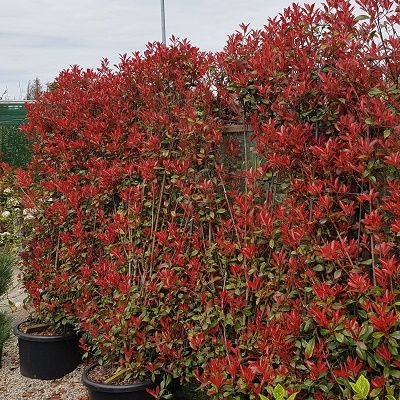 Photinia Red Robin-Shrub on Espalier Frame