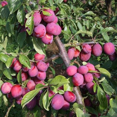 Plum Victoria-Fan Trained Fruit Tree