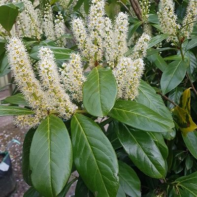 Prunus laurocerasus Novita-Cherry Laurel Novita