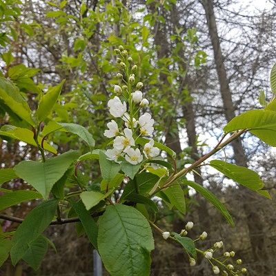 Prunus padus Tiefurt-European Bird Cherry Blossom Tree