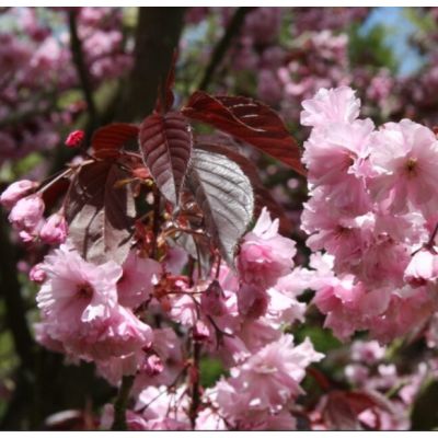 Prunus Royal Burgundy-Purple Leaf Flowering Cherry Blossom
