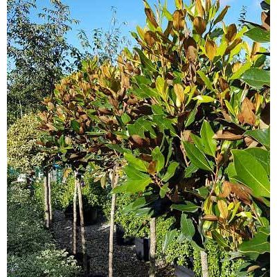 Magnolia grandiflora Little Gem-Evergreen Magnolia, Half Standard Form