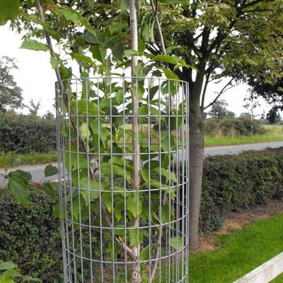 Weldmesh Steel Tree Guards-180cm x 300mm diameter