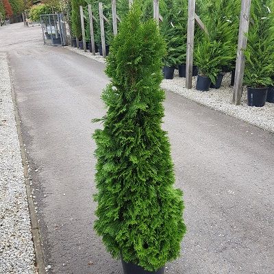 Thuja occidentalis Brabant-White Cedar Emerald