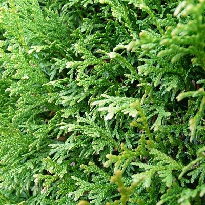 Thuja plicata (UK Grown)-Western Red Cedar Pack of 10 Cell Grown Plants