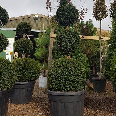 Taxus baccata-English Yew, Topiary Triple Ball