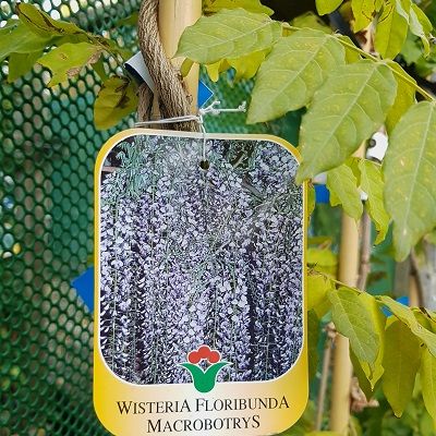 Wisteria floribunda macrobotrys Black Dragon-Japanese Wisteria, Mauve