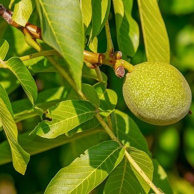 Juglans nigra-Black Walnut, Pack of 10 Cell Grown Plants